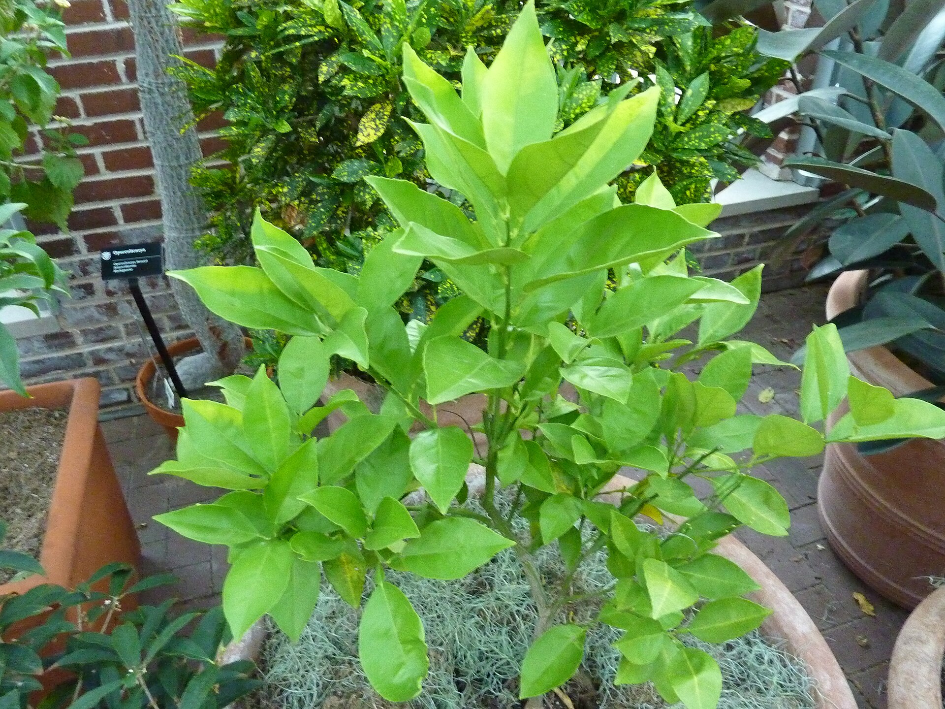 Sweet oranges in season on the tree