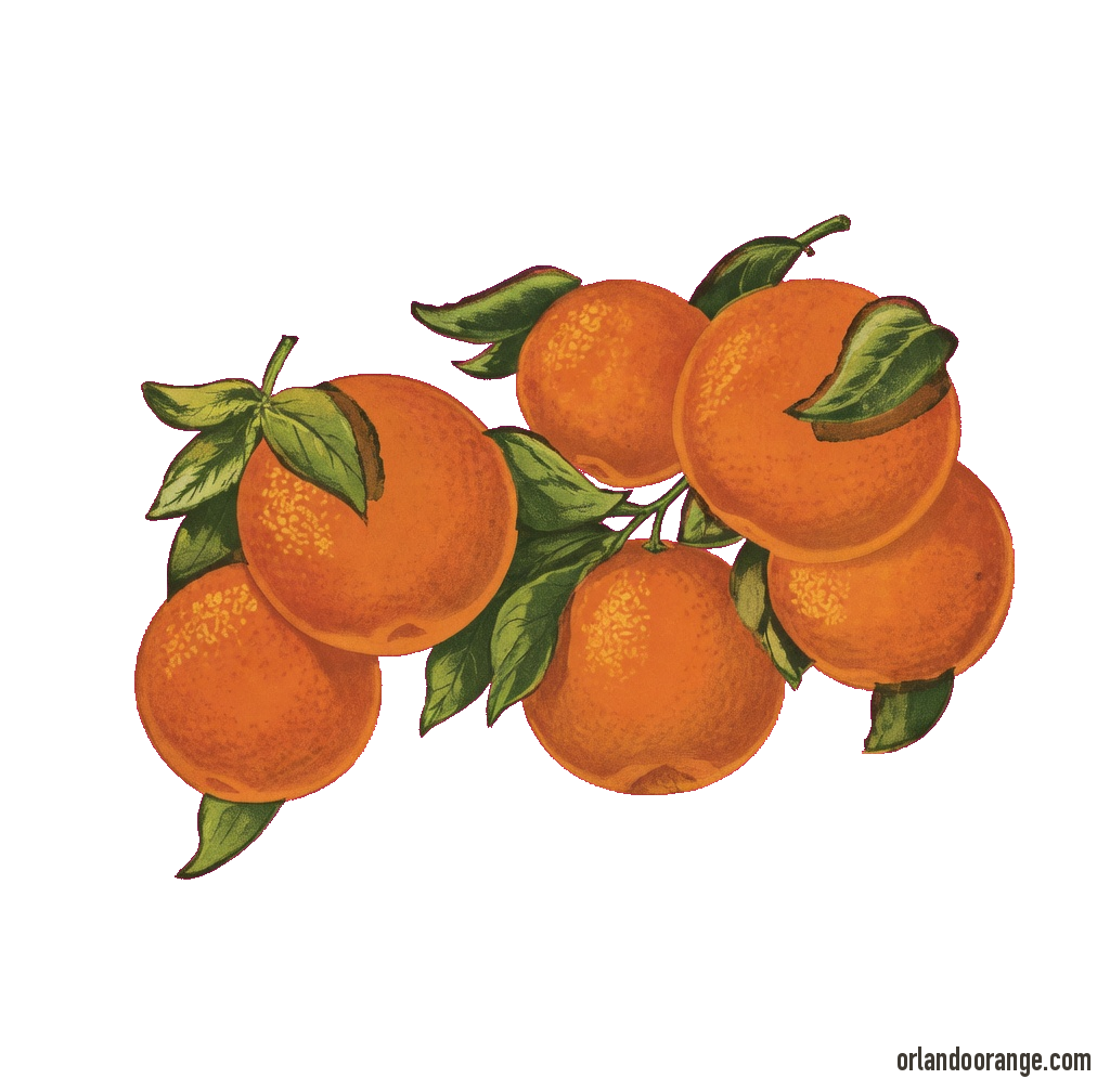 Cluster of oranges on a branch