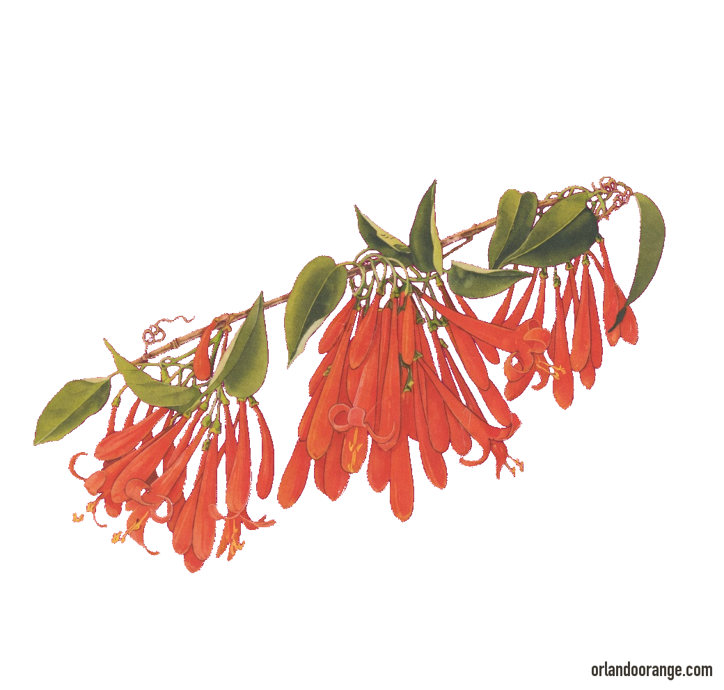 Flame vine sprig, house souvenir