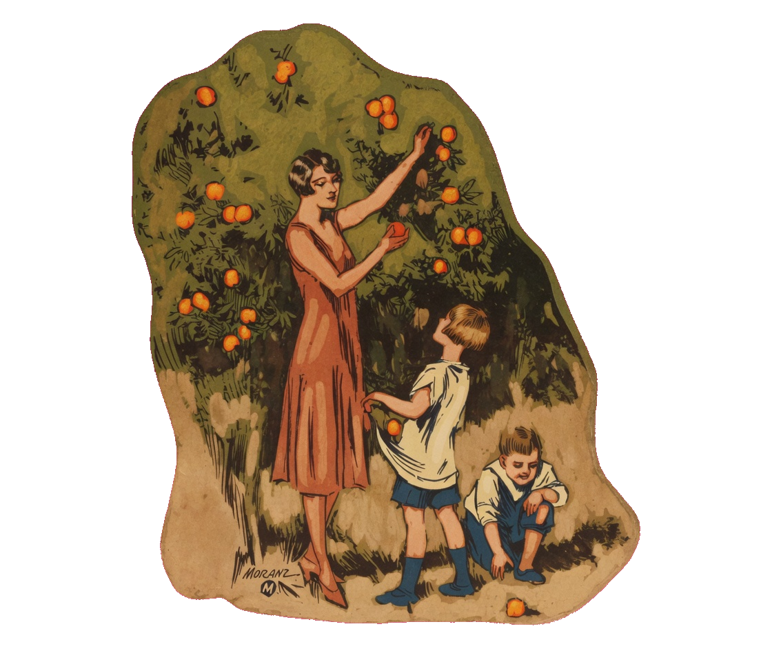 A woman and two children picking oranges